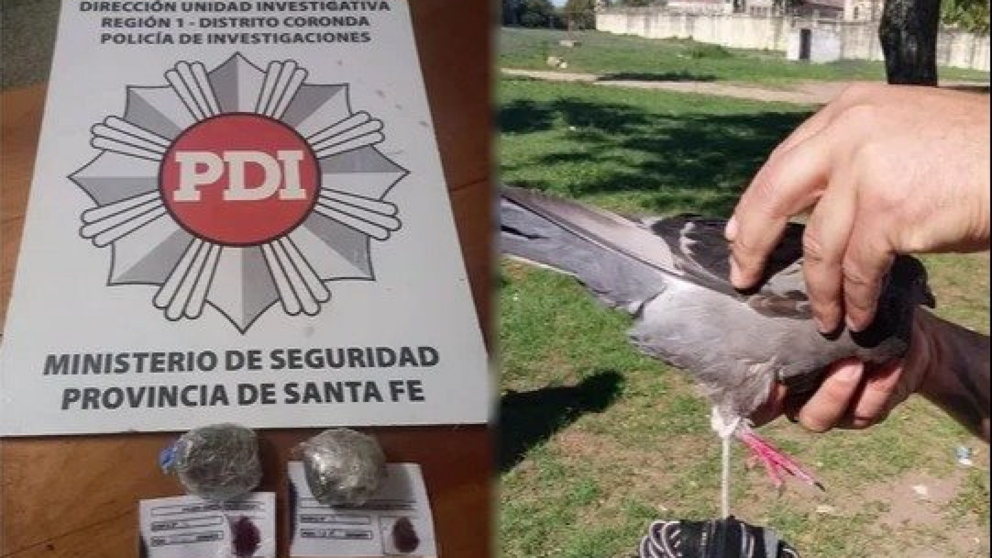 Quisieron usar una paloma mensajera para entrar droga a la cárcel de Coronda